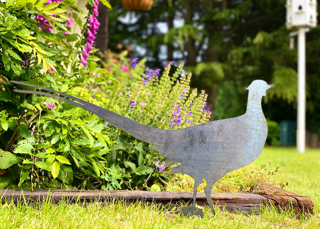 Garden Pheasant